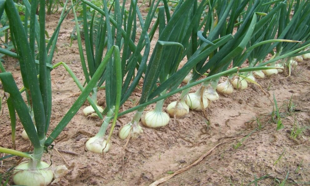 Can You Plant Onions in the Fall